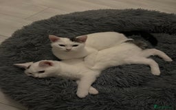 Domestic Shorthair cats for sale: Snow White sisters ❄️🥰 - Image 4
