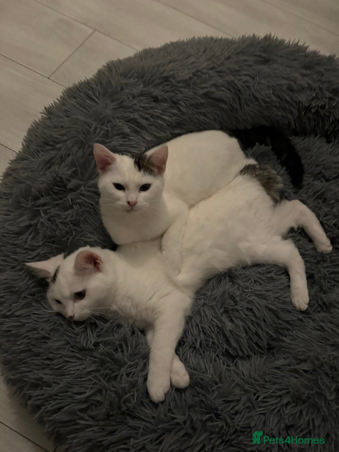 Domestic Shorthair cats for sale: Snow White sisters ❄️🥰 - Image 4