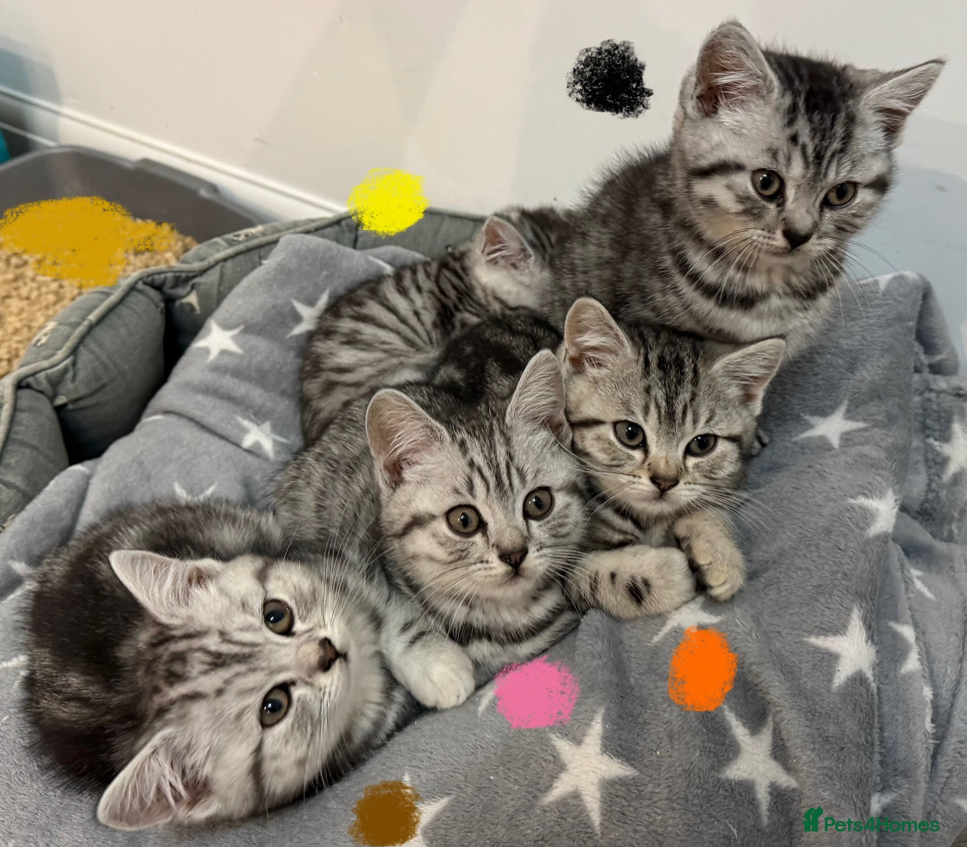 British Shorthair cats GCCF REGISTERED SILVER TABBY & SPOTTED BSH KITTENS - Advert 5