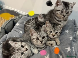 British Shorthair cats GCCF REGISTERED SILVER TABBY & SPOTTED BSH KITTENS - Advert 5