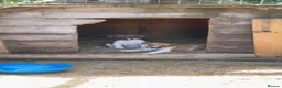 Jack Russell dogs for sale: Jackrussel terrier  in Denbigh - Advert 1