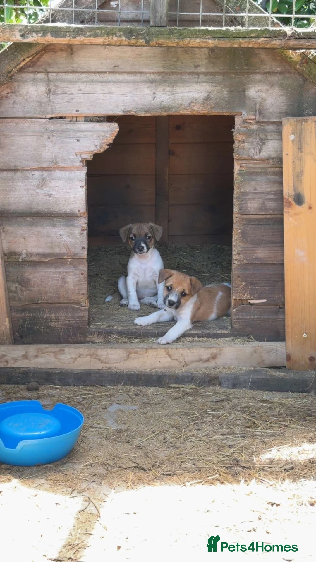 Jack Russell dogs for sale: Jackrussel terrier  in Denbigh - Advert 1