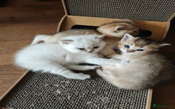 British Shorthair cats for sale: Adorable gorgeous pure British Shorthair Kittens  - Image 10