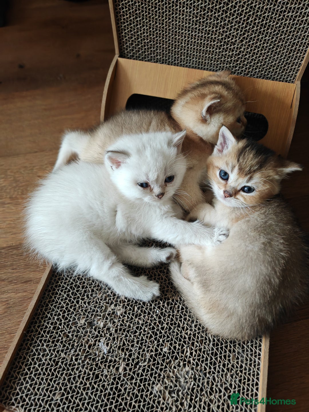 British Shorthair cats for sale: Adorable gorgeous pure British Shorthair Kittens  - Image 10