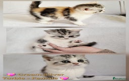 British Shorthair cats for sale: ✨ Gorgeous Pedigree Kittens – 3 Beautiful Girls✨ - Image 4