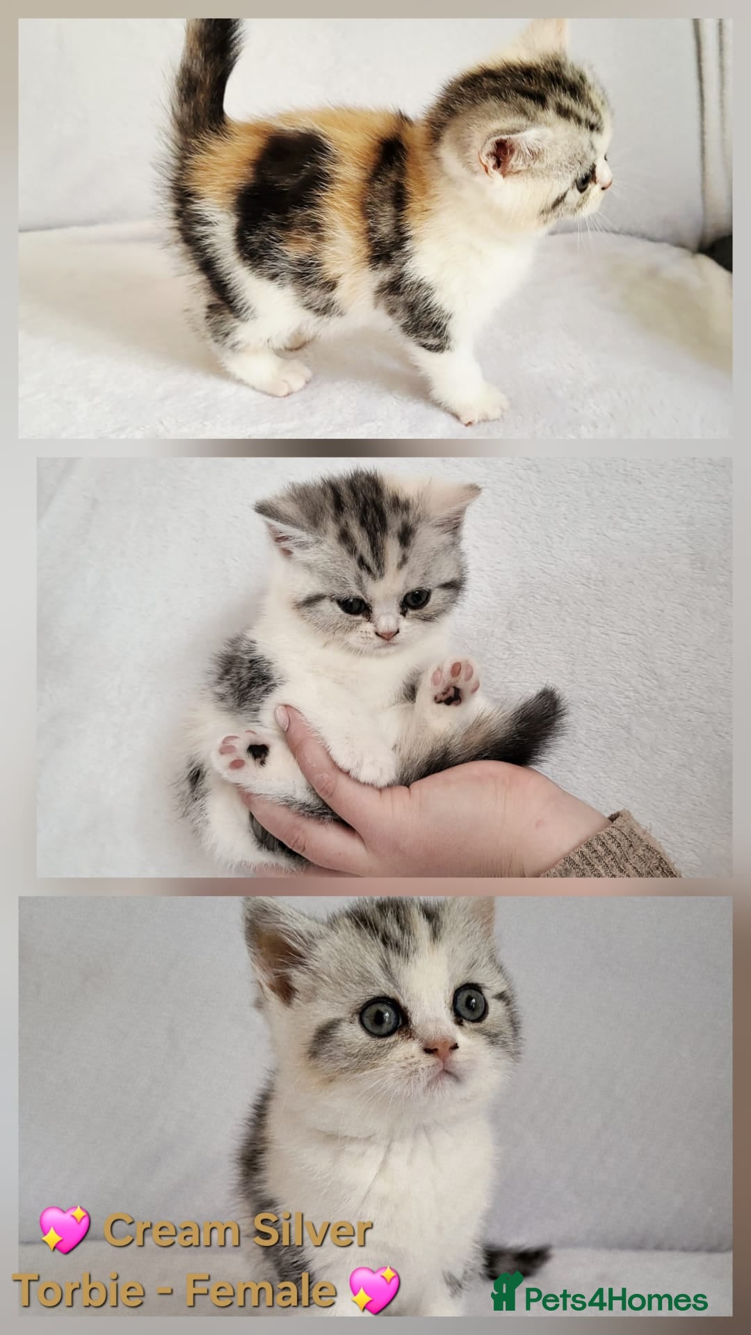 British Shorthair cats for sale: ✨ Gorgeous Pedigree Kittens – 3 Beautiful Girls✨ - Image 4