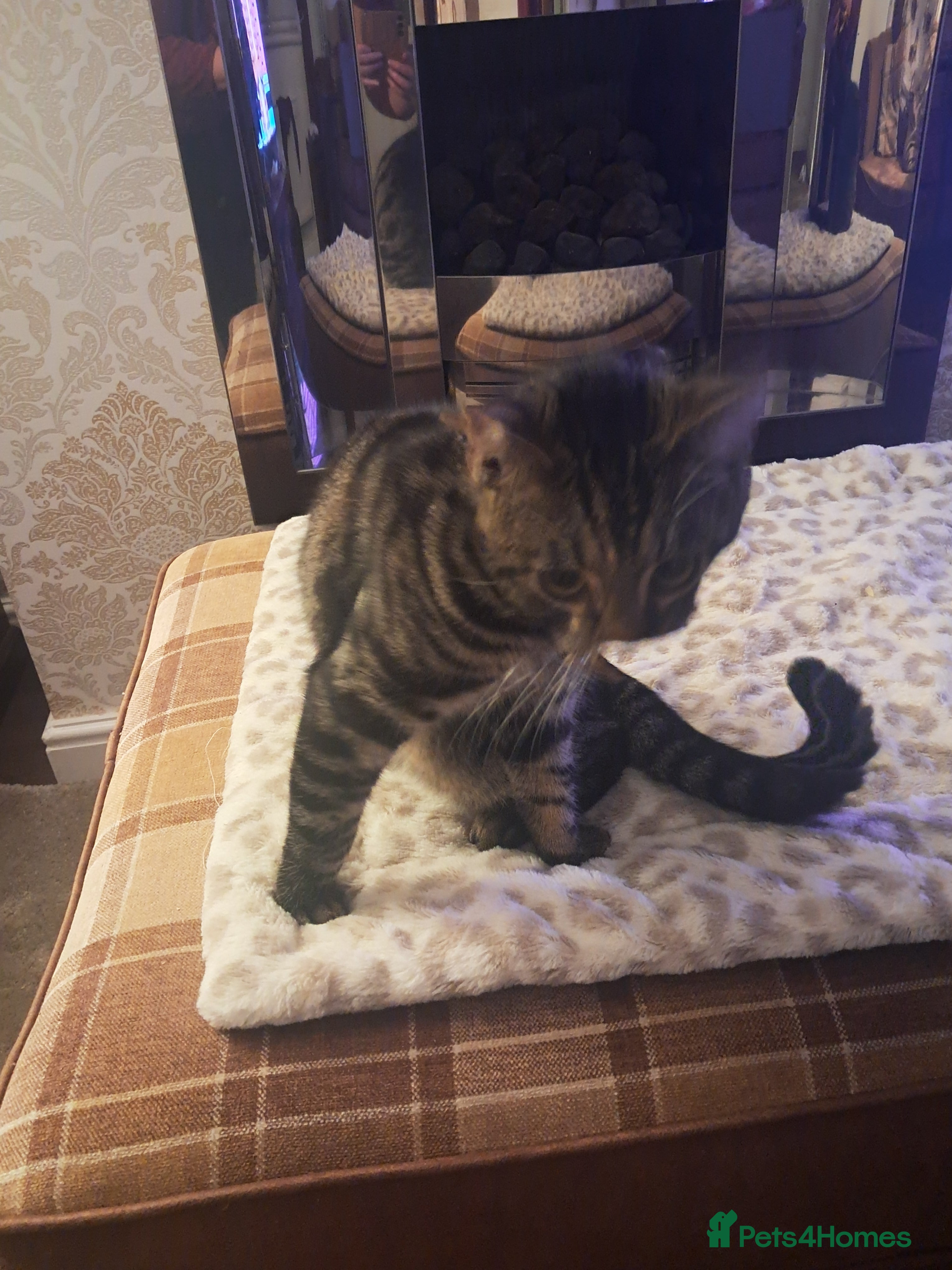 Bengal cats Bengal  male 7 month old kitten  - Advert 1