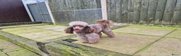 Toy Poodle dogs for stud: Stunning Chocolate Toy Poodle  in Stafford - Advert 28