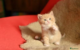 British Shorthair cats for sale: ⭐Rare Cream British Shorthair Boy ⭐  - Image 7