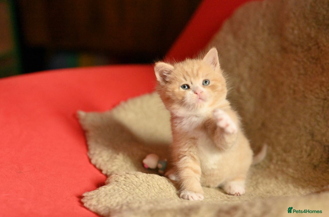 British Shorthair cats for sale: ⭐Rare Cream British Shorthair Boy ⭐  - Image 7