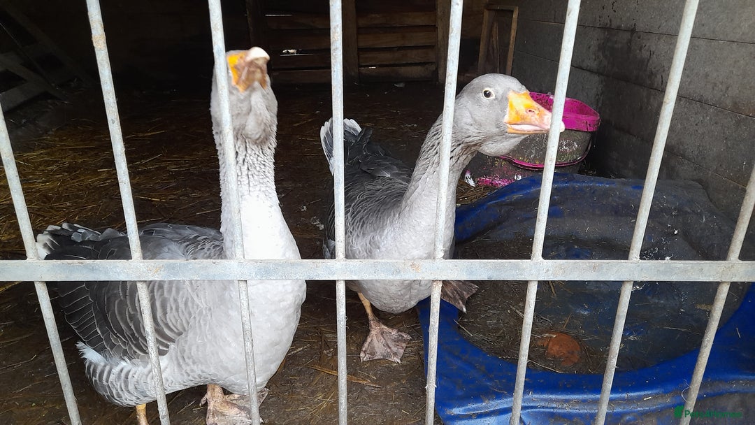 Geese poultry for sale: two Toulouse ganders - Advert 2
