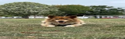 German Shepherd dogs for sale: Beautiful German sheppard puppies - Advert 3