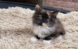 Mixed Breed cats for sale: 🎃 Cute Fluffy Kittens – Persian x BSH Mix - Image 6