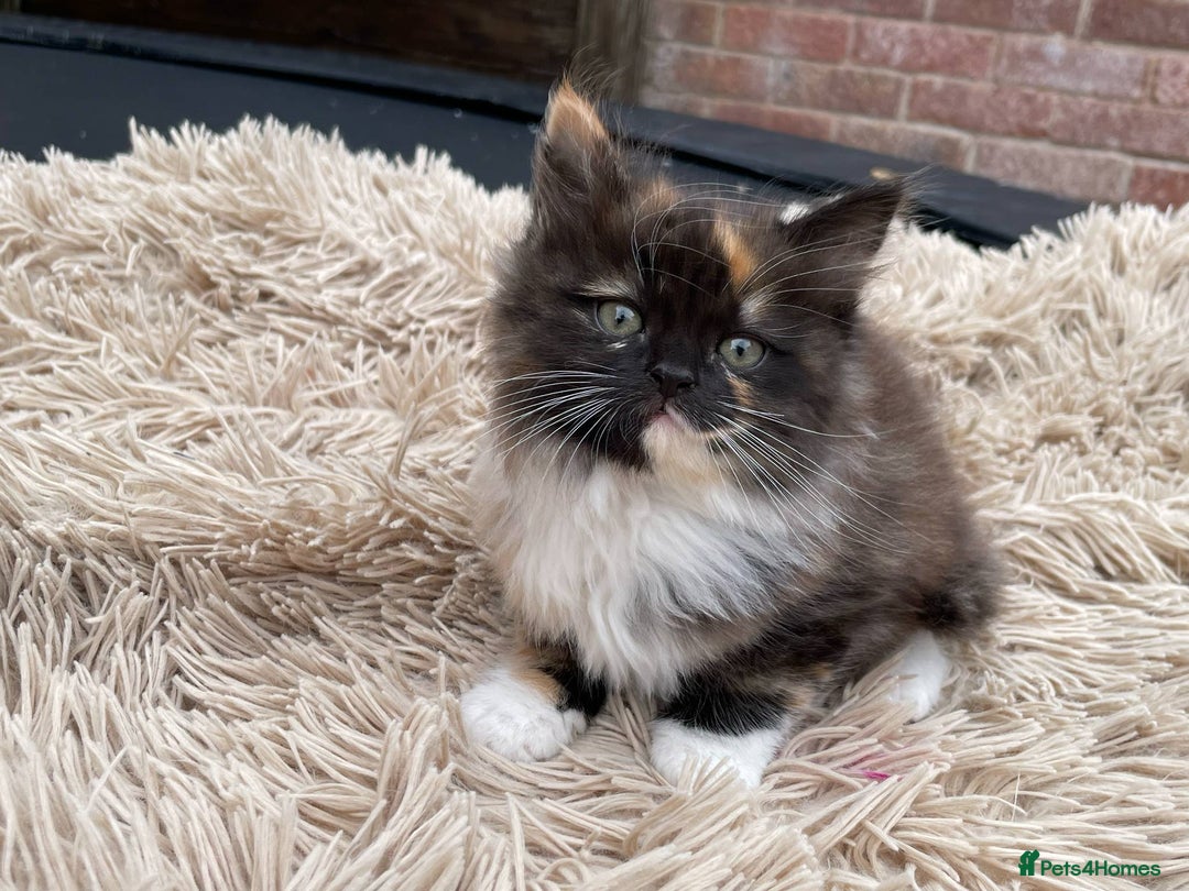 Mixed Breed cats for sale: 🎃 Cute Fluffy Kittens – Persian x BSH Mix - Image 6