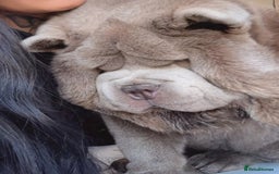 Chow Chow dogs for stud: Rare lilac smooth coat KC reg for stud  - Image 11