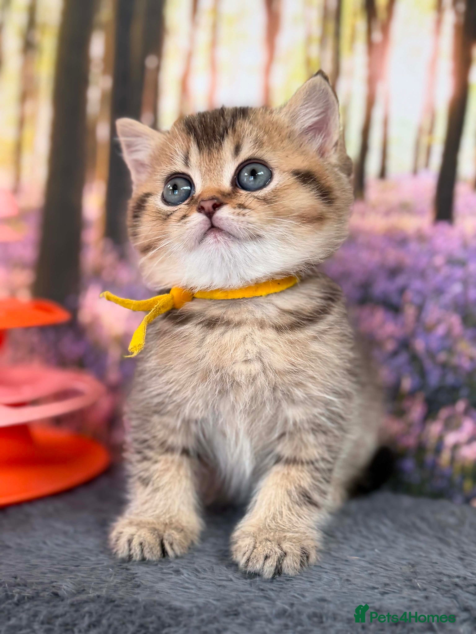 British Shorthair cats ✨TICA REGISTERED BRITISH SHORTHAIR KITTENS✨ - Advert 1