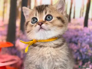 British Shorthair cats ✨TICA REGISTERED BRITISH SHORTHAIR KITTENS✨ - Advert 1