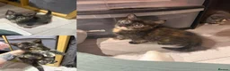 Mixed Breed cats for sale: 6 kittens for sale  - Advert 14
