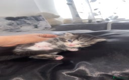 Mixed Breed cats for sale: 5 x Beautiful Bengal Mixed Kittens for Sale  - Image 10