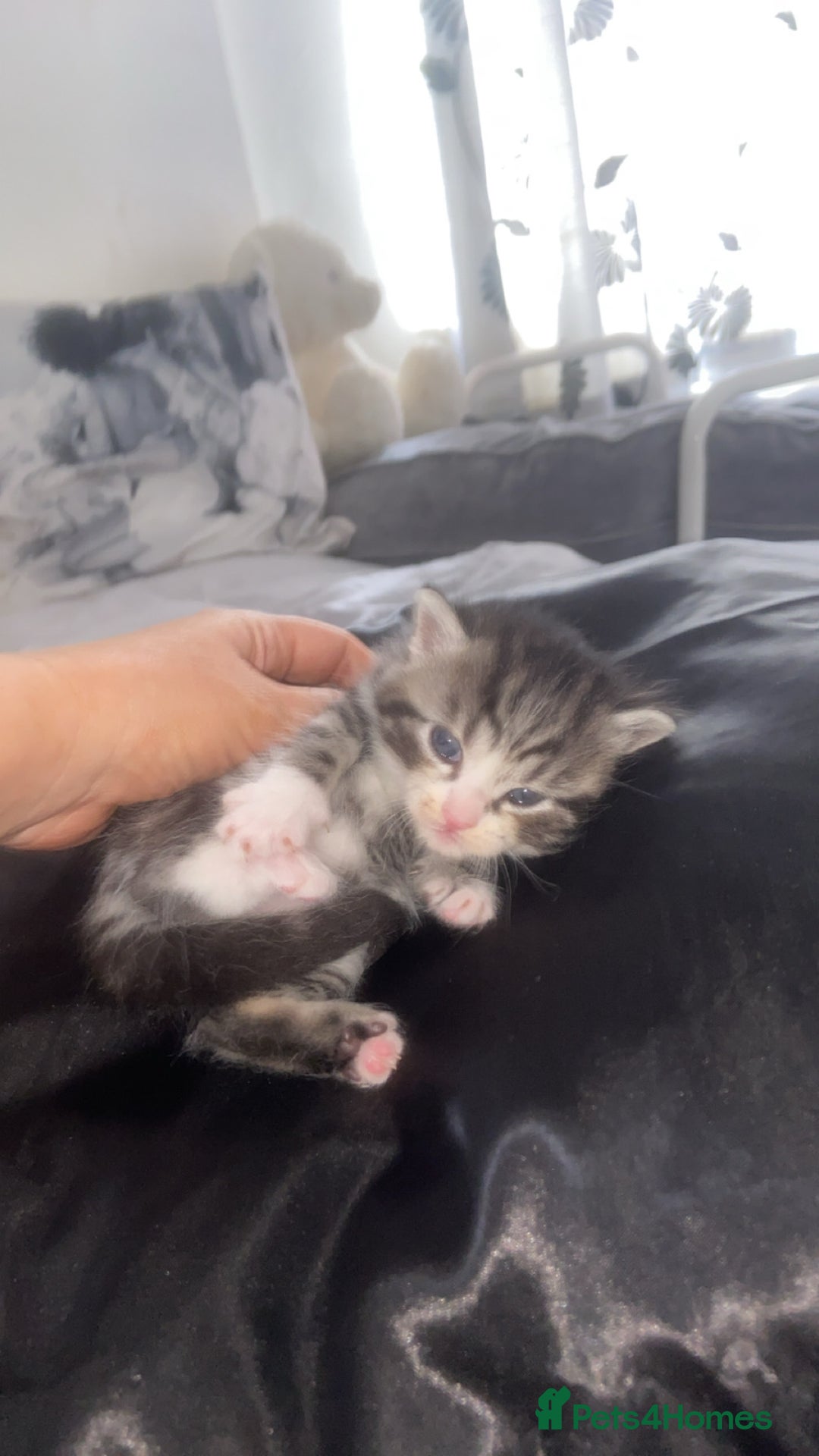 Mixed Breed cats for sale: 5 x Beautiful Bengal Mixed Kittens for Sale  - Image 10