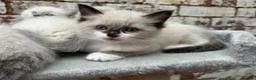 Ragdoll cats for sale: 🐾 Pure Ragdoll Kittens 🐾 - Advert 10