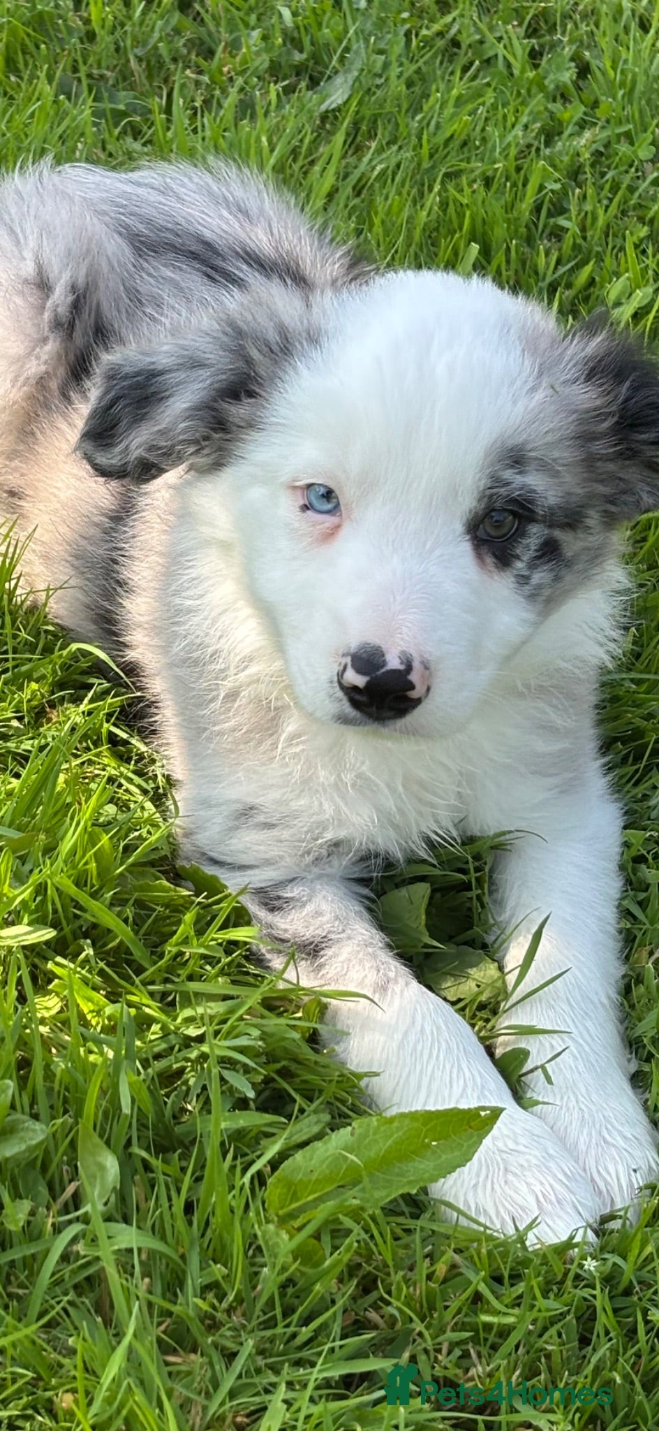 Border Collie dogs Stunning Blue Merle Border Collie Puppies  - Advert 15