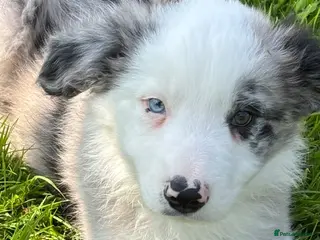 Border Collie dogs Stunning Blue Merle Border Collie Puppies - Advert 1