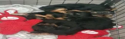 Yorkshire Terrier dogs for sale: F1 stunning purebred yorkshire terriers pup's ❤️💙 - Advert 16