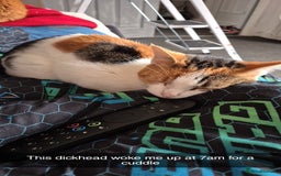 Mixed Breed cats for sale: Two cats needing urgent home6 - Image 3