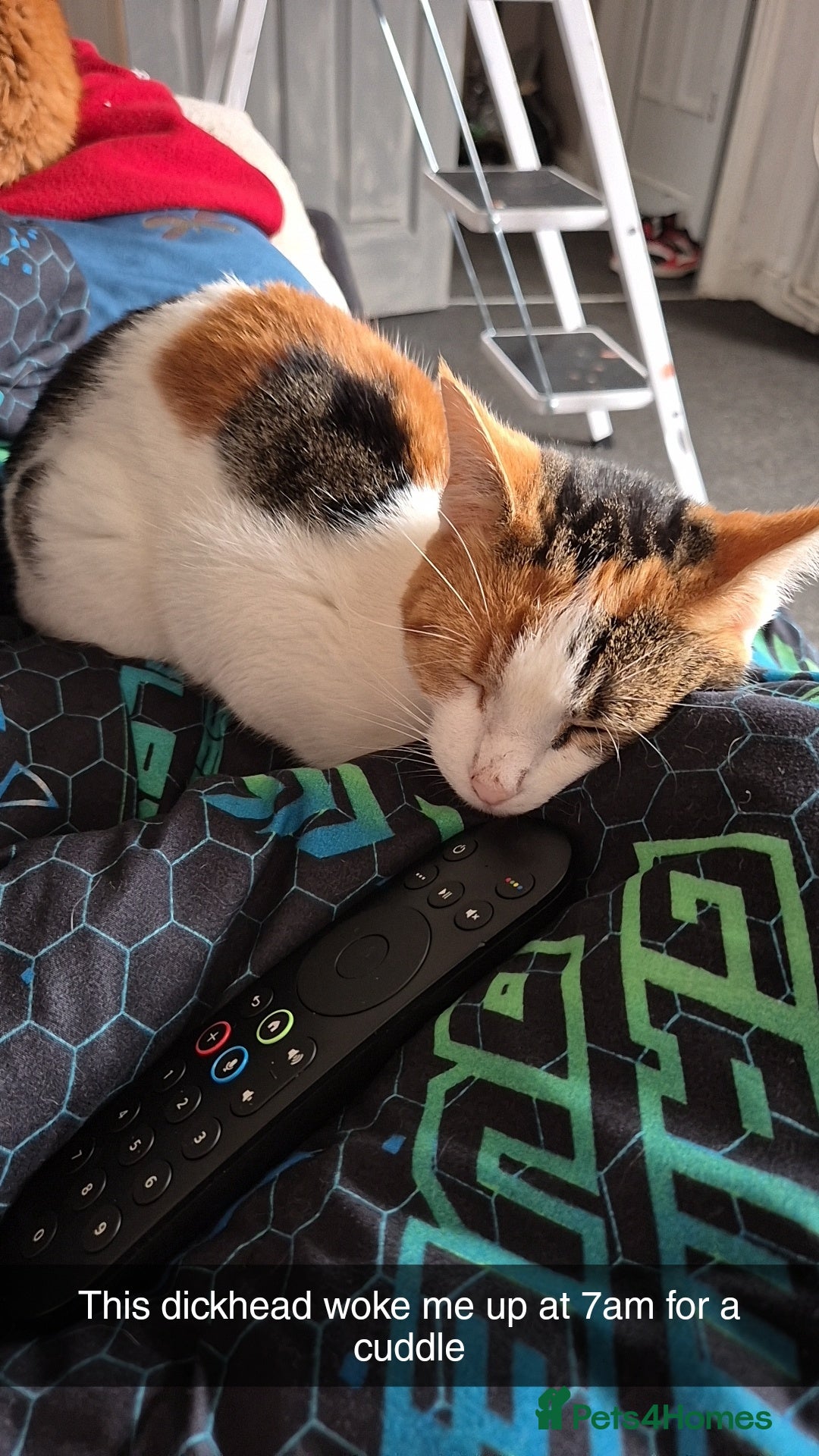 Mixed Breed cats for sale: Two cats needing urgent home6 - Image 3