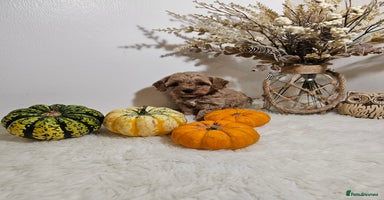 Cavapoo dogs - Advert 9