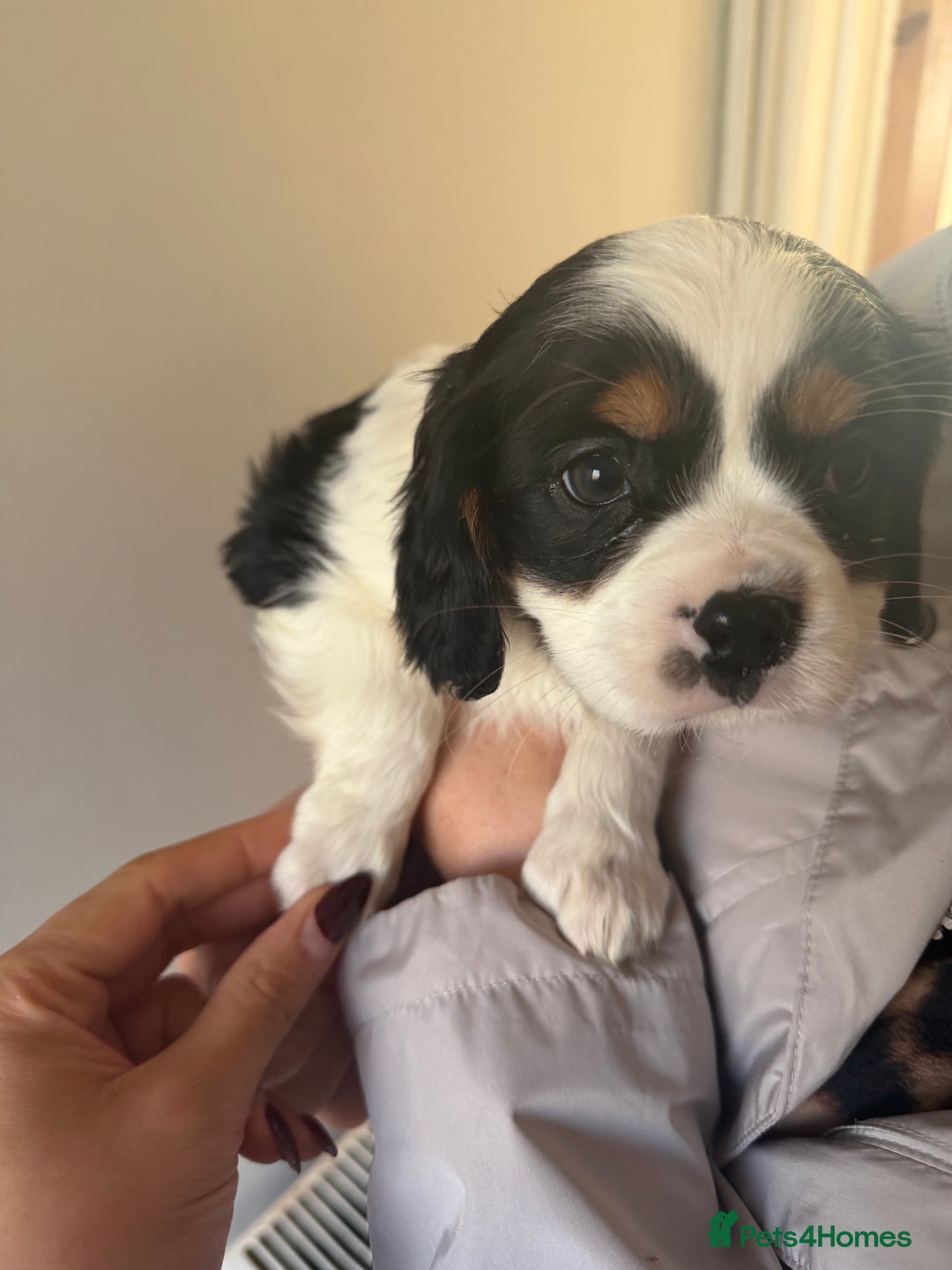 Cavalier King Charles Spaniel dogs for sale: 🐶King Charles Cavalier Puppies✨ STUNNING✨❤️🐶  - Advert 25