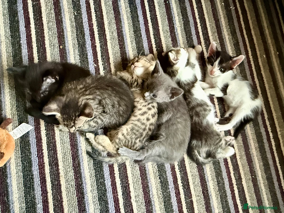 Mixed Breed cats for sale: Beautiful Bonded Tabby Boys – Reggie & Ronnie  - Advert 30