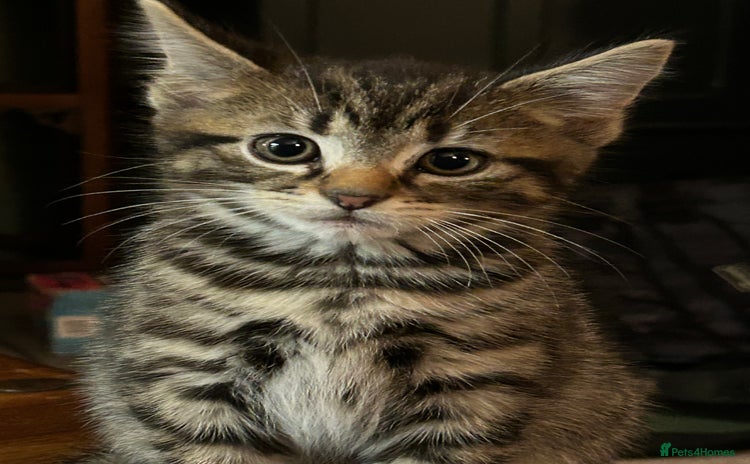 Mixed Breed cats - Advert 13