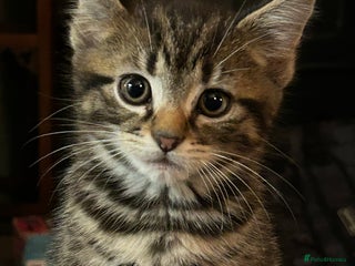 Mixed Breed cats - Advert 18