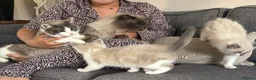 Ragdoll cats for sale: Part bred ragdoll kittens  - Advert 4