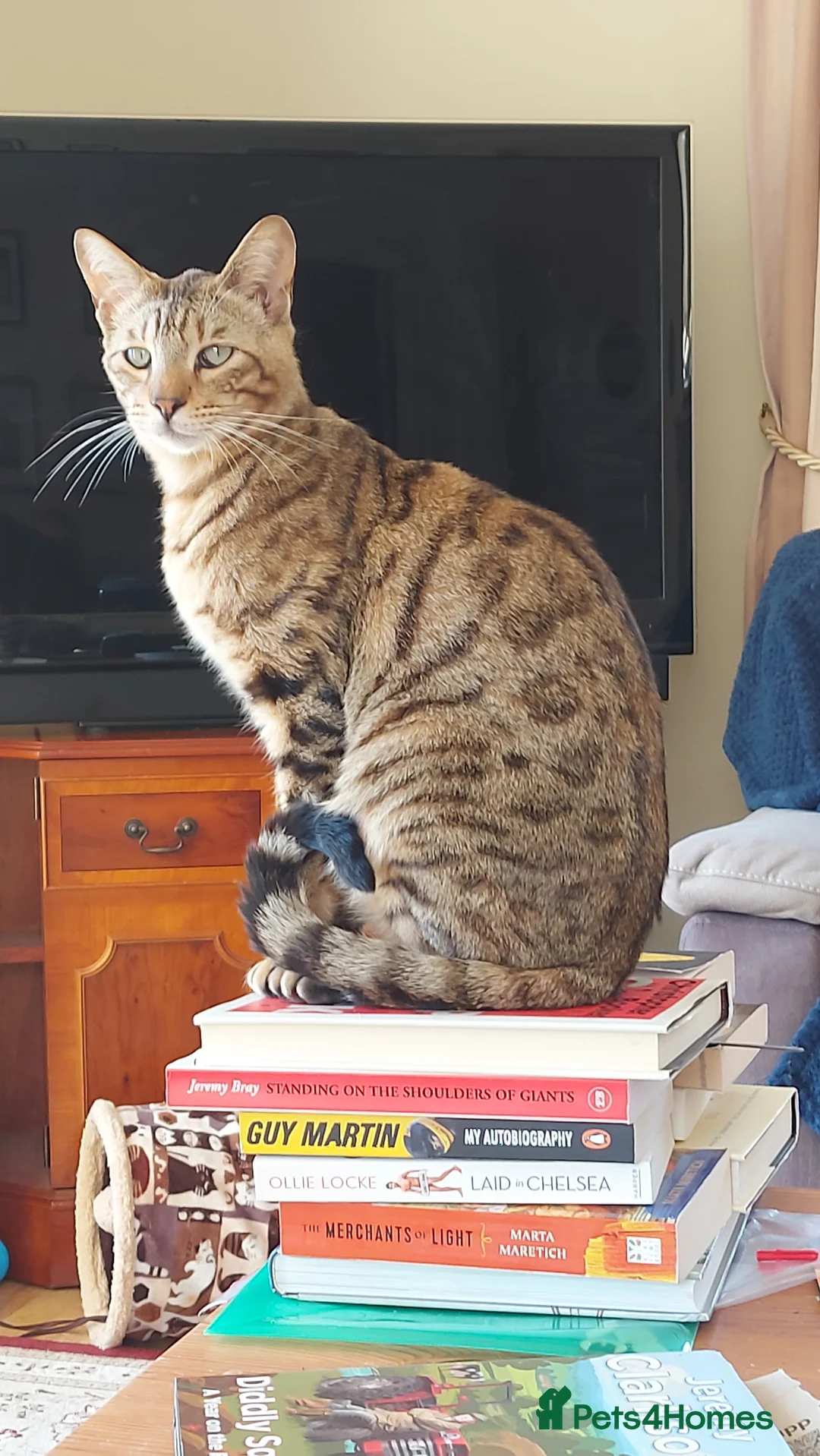 Bengal cats for sale: Beautiful Bengal/Siamese Cross for sale - Advert 4