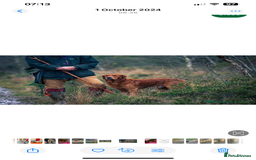 Golden Retriever dogs for sale: Absolutely stunning pedigree little boy  - Image 11