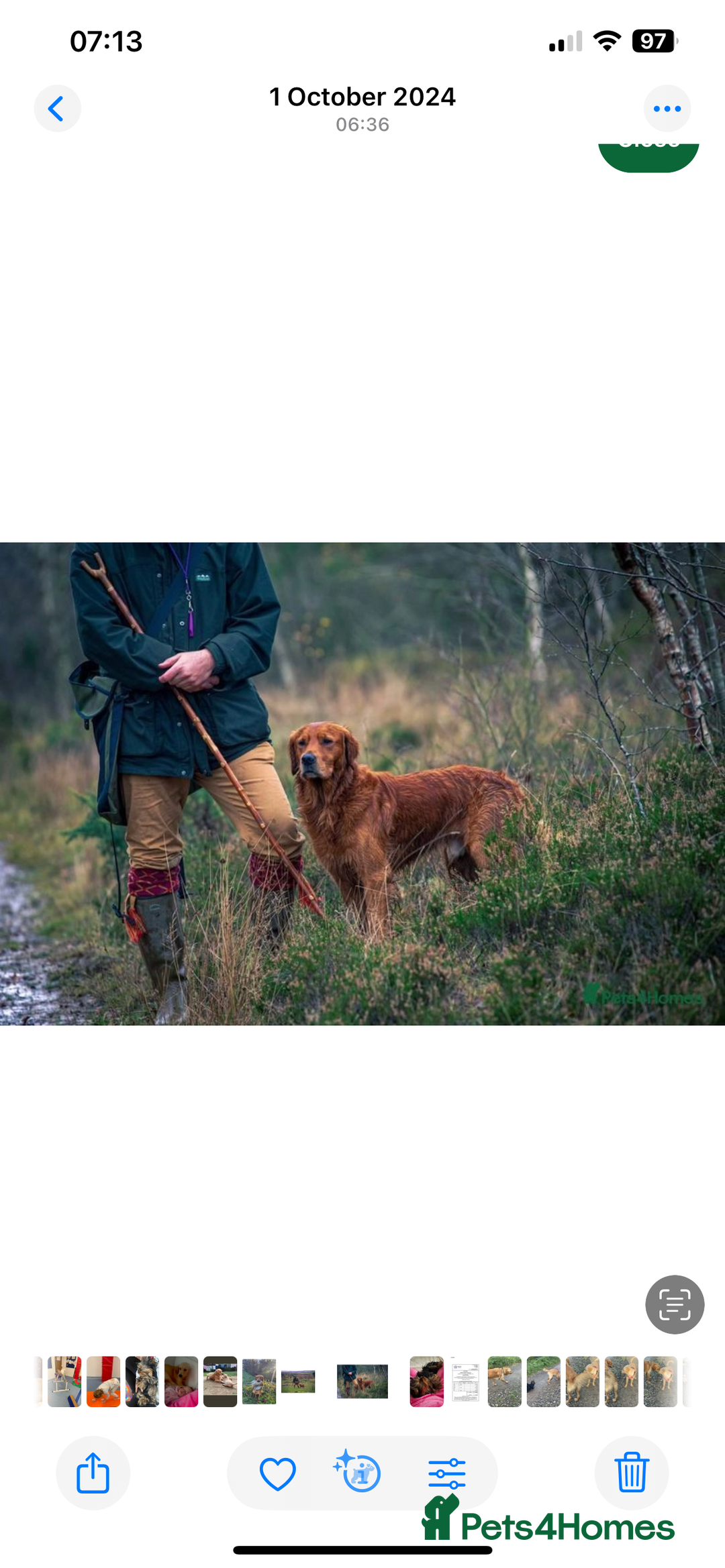 Golden Retriever dogs for sale: Absolutely stunning pedigree little boy  - Image 11