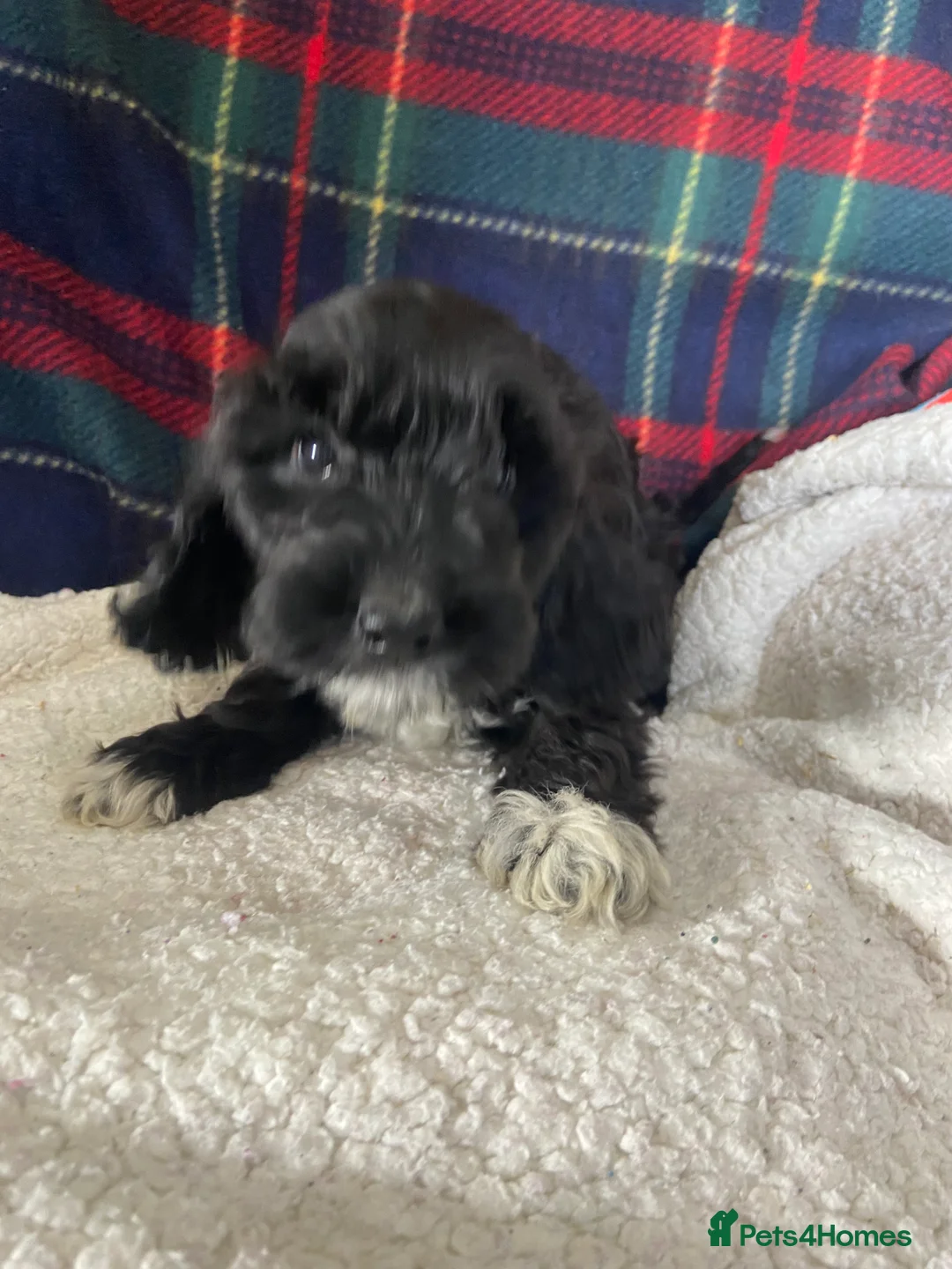 Cockapoo dogs for sale: F1 chocolate sable Cockapoos - Advert 2