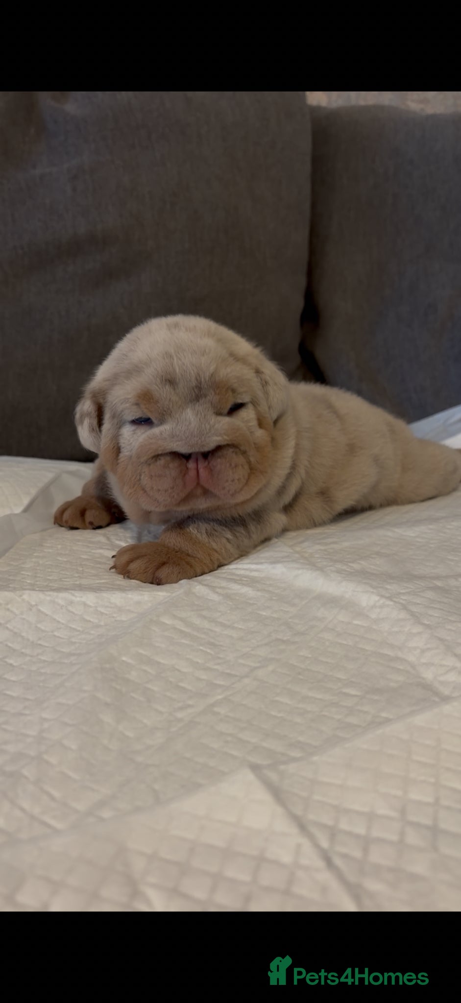 English Bulldog dogs English Bulldog Girl Puppy - Advert 1