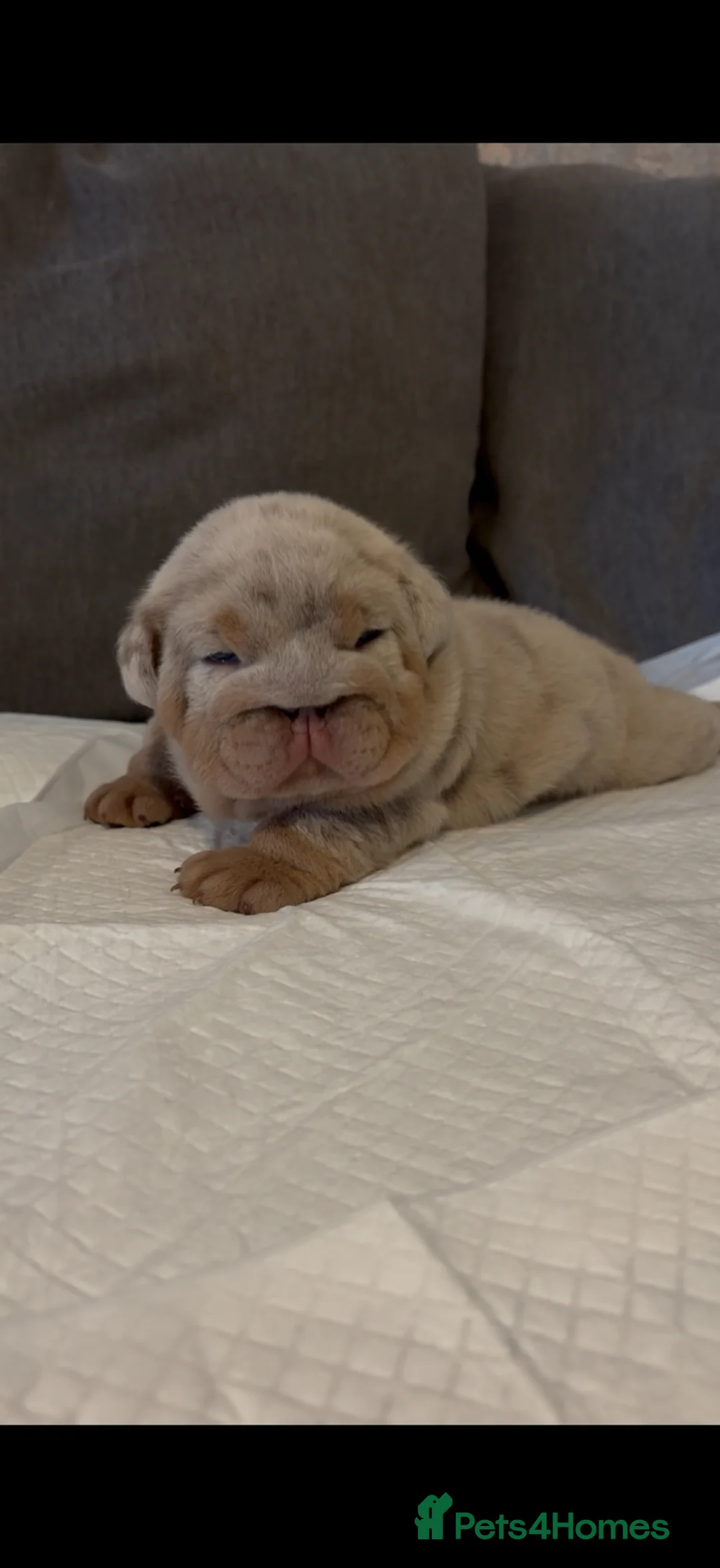 English Bulldog dogs for sale: English Bulldog Girl Puppy in Chorley - Advert 1