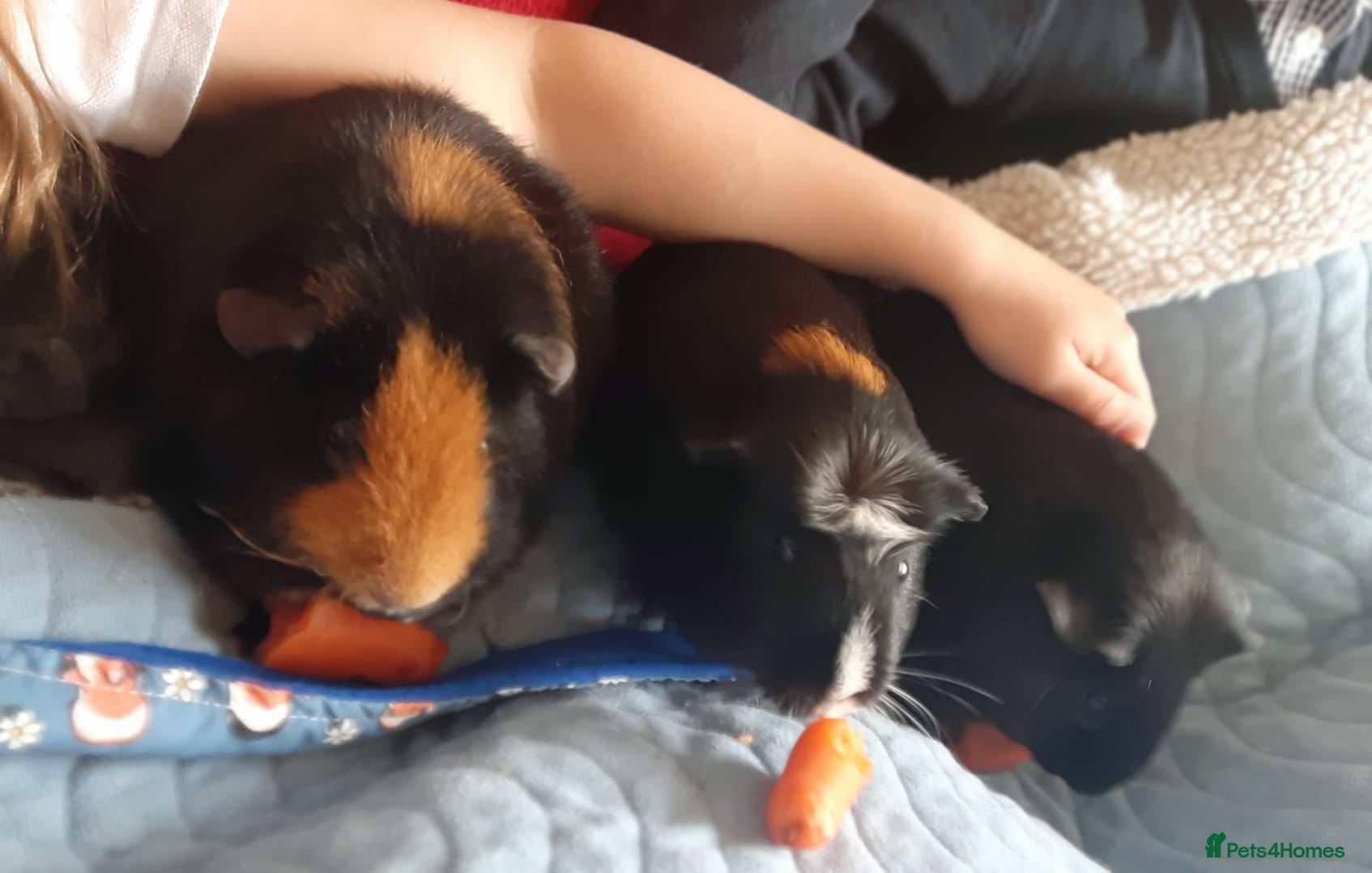 Mixed Breed rabbits 3x female Guinea pigs - Advert 1