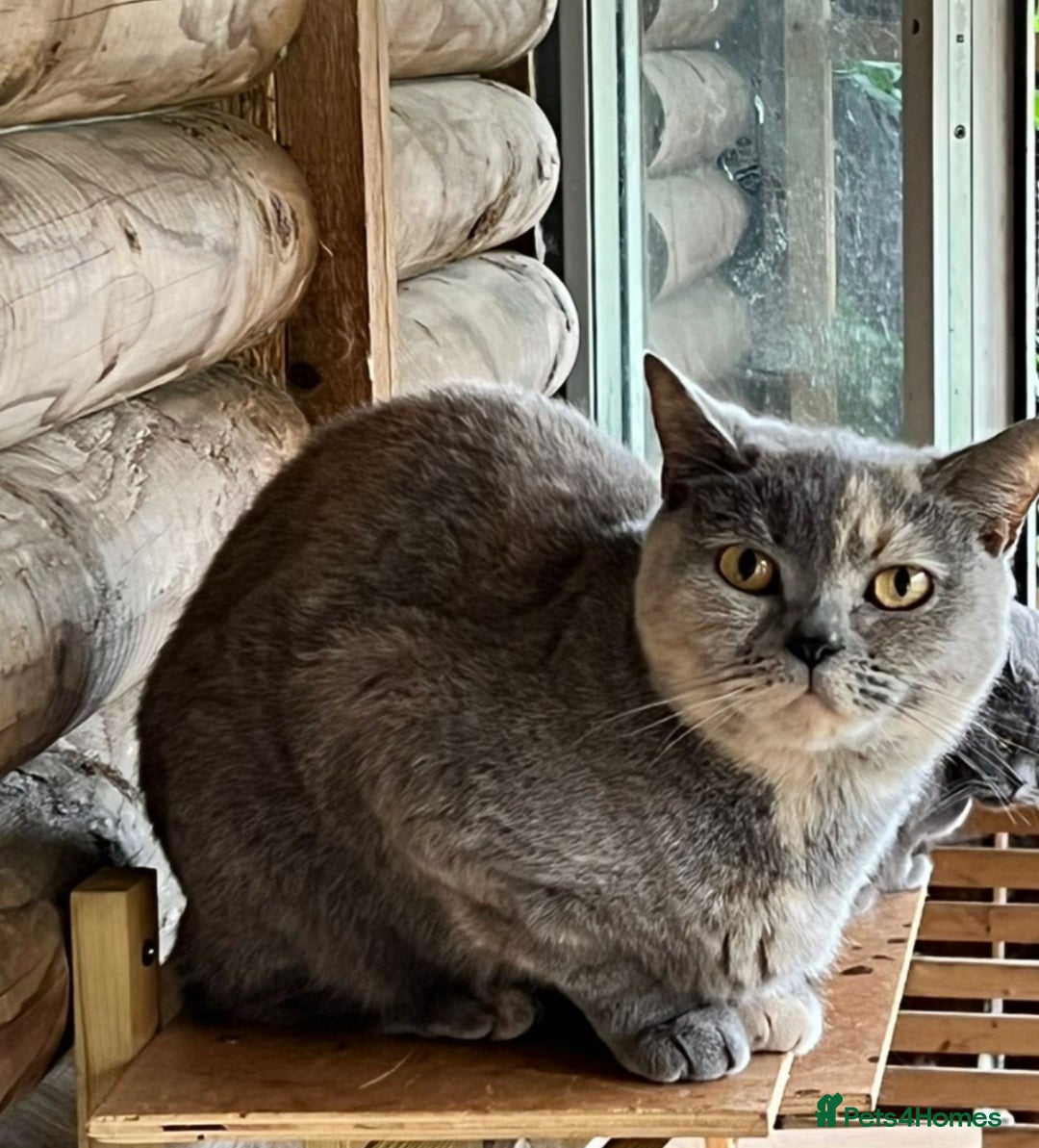 British Shorthair cats for sale: Only 1 Active British Shorthair Girl Left  - Image 12