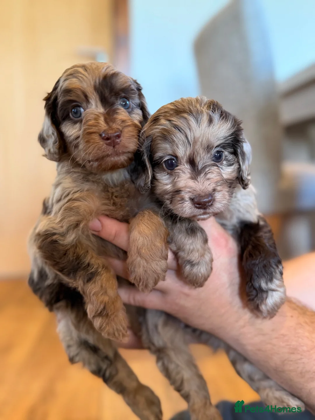 Cockapoo dogs for sale: Stunning Merle Cockerpoo’s - Advert 2