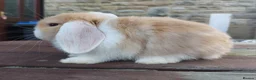 Mini Lop rabbits for sale: ☆ Two Baby Doe Mini Lops ☆ - Advert 3