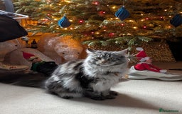 Maine Coon cats for sale: Princess the maine coon - Image 4