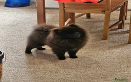 Pomeranian dogs for sale: Pomeranian Boy Pup - Image 3