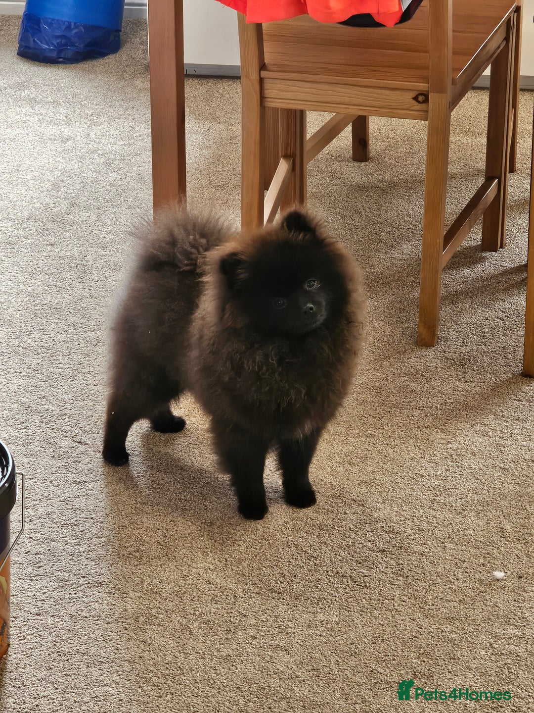 Pomeranian dogs for sale: Pomeranian Boy Pup - Image 3