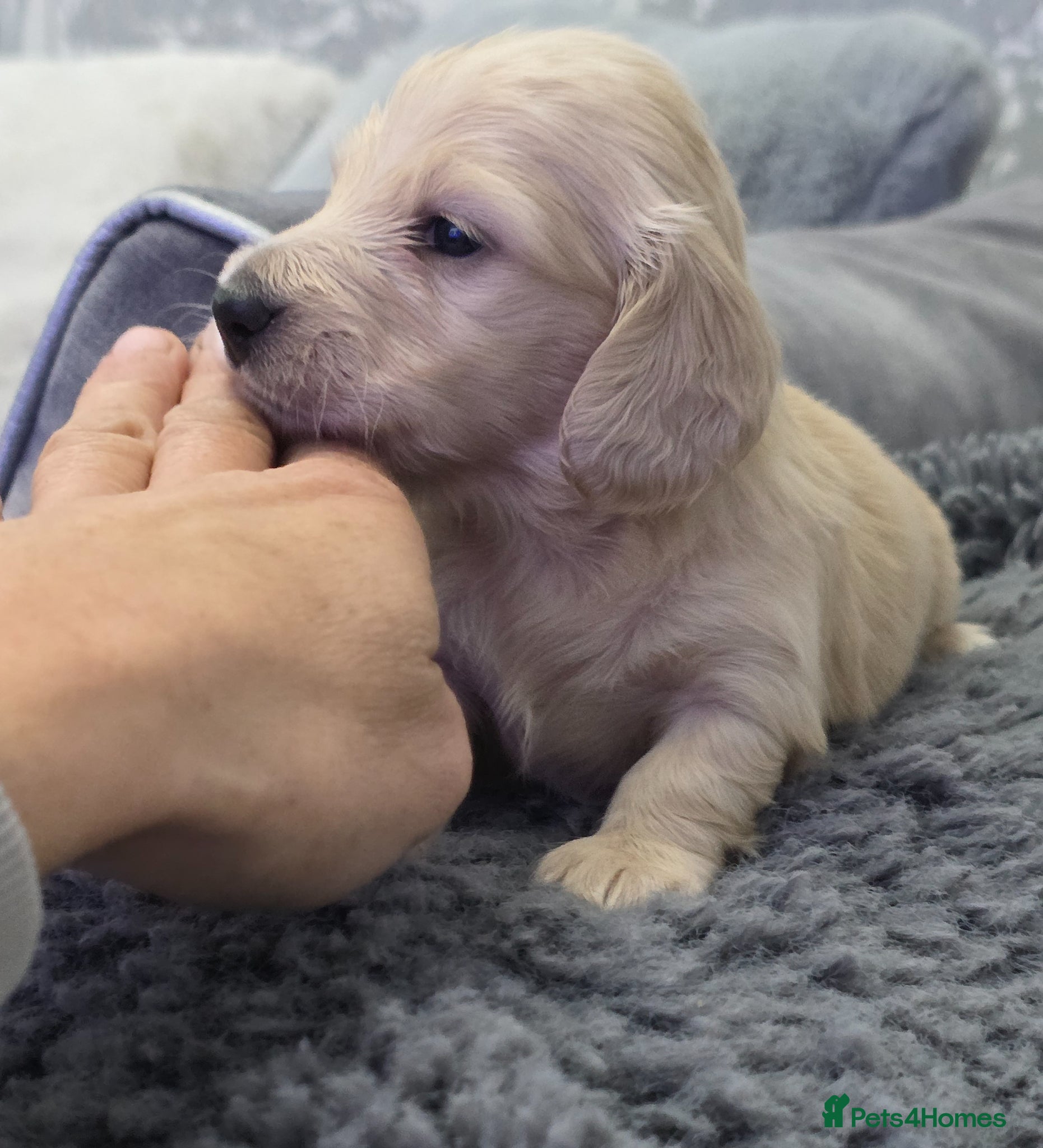 Miniature Dachshund dogs Cream Miniature long-haired  - Advert 6